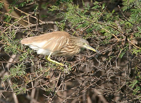 Indian indian pond heron