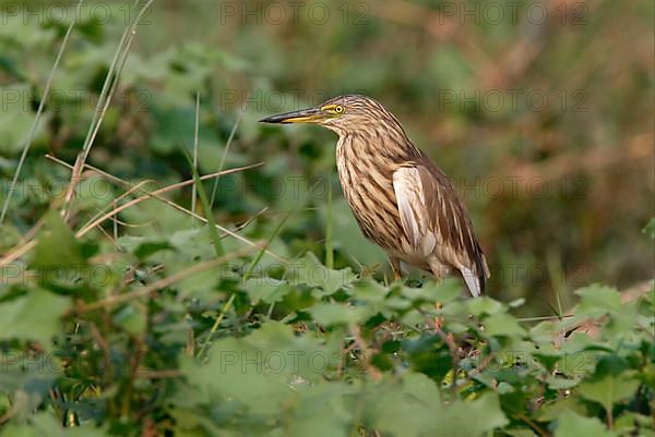 Indian indian pond heron