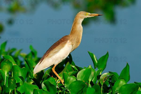 Indian indian pond heron