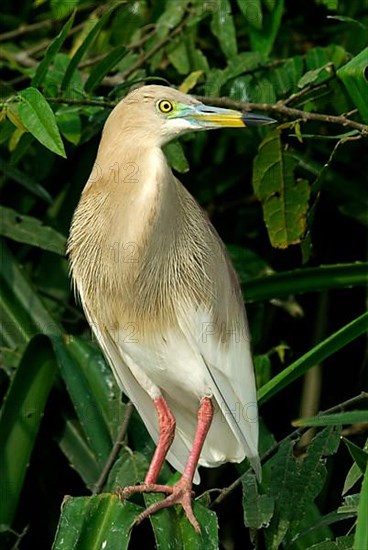 Indian indian pond heron