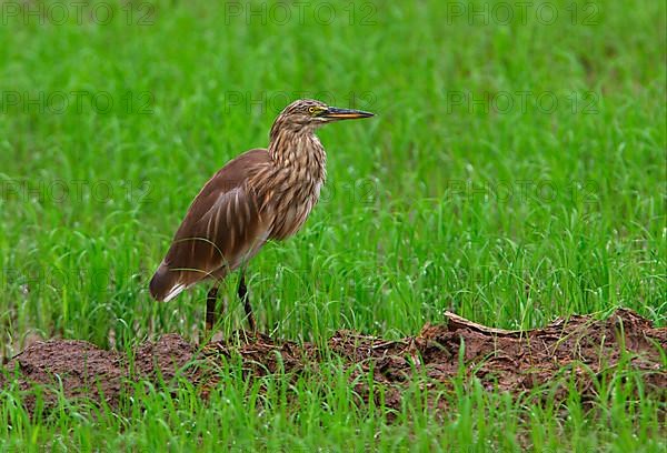 Indian indian pond heron