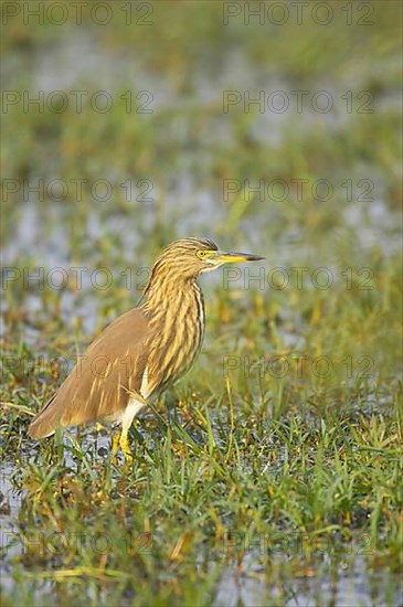 Indian Pond-heron