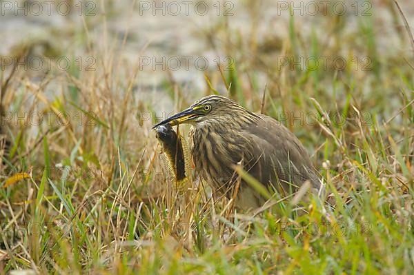 Indian Pond-heron