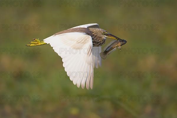 Indian Pond-heron