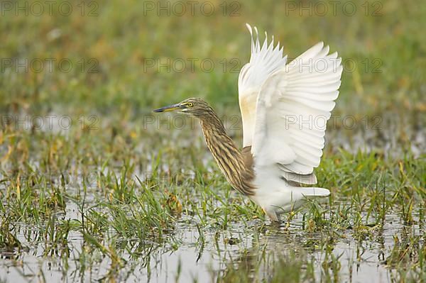 Indian Pond-heron