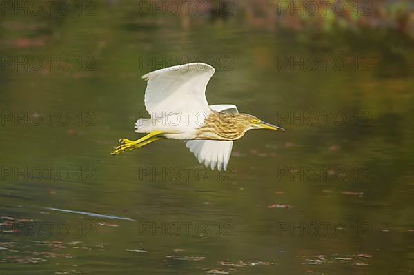 Indian Pond-heron