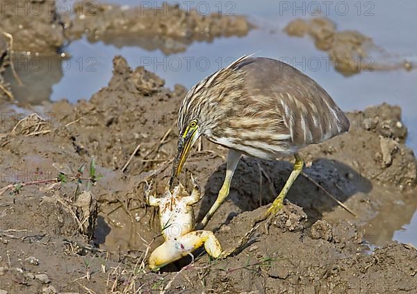 Indian indian pond heron