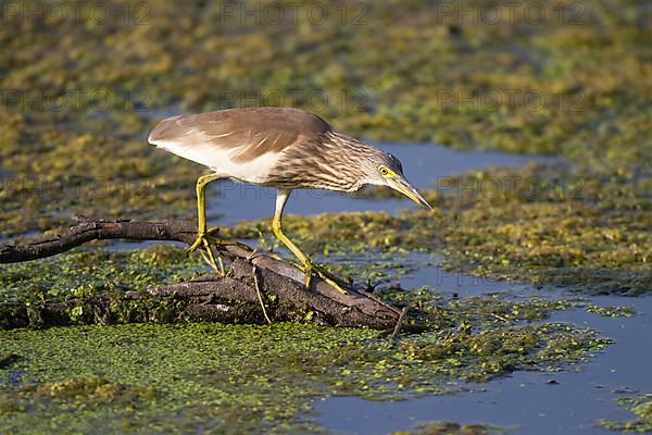 Indian indian pond heron