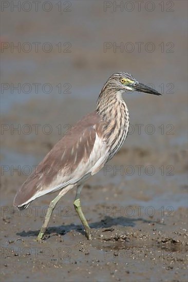 Chinese chinese pond heron