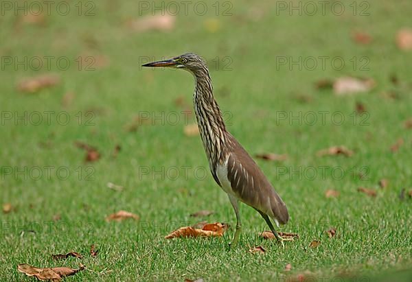 Chinese chinese pond heron