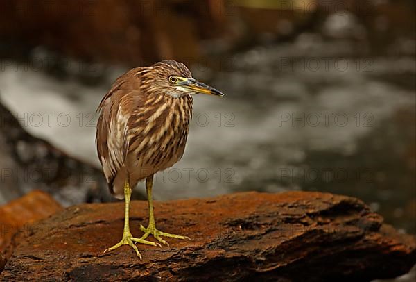 Chinese chinese pond heron