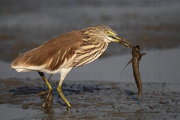 Chinese Pond-heron