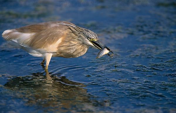 Squacco Heron