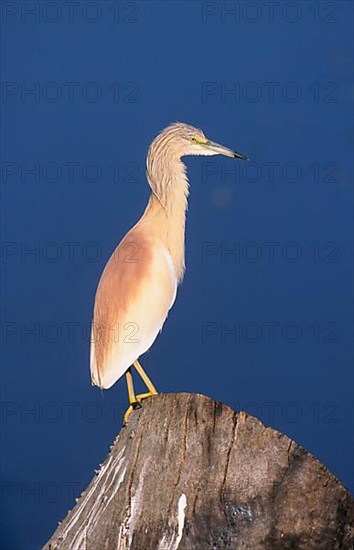 Squacco heron