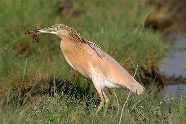 Squacco heron