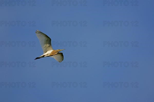 Squacco heron