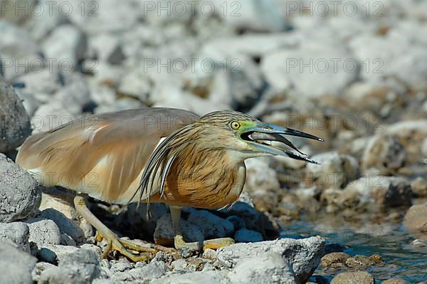 Squacco Heron