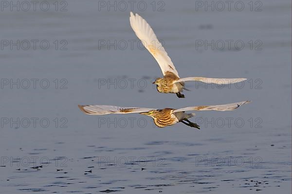 Squacco heron