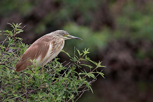 Squacco heron