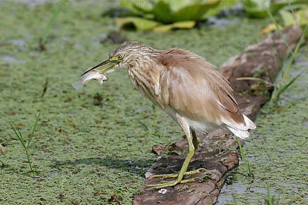 Squacco heron