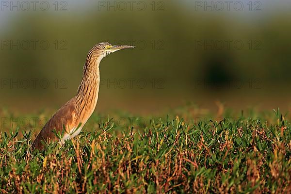 Squacco heron