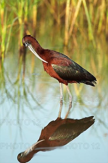 Glossy glossy ibis