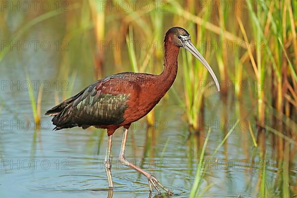 Glossy glossy ibis