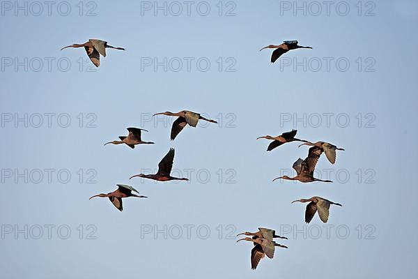 Glossy Ibis