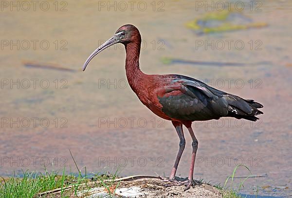 Glossy glossy ibis