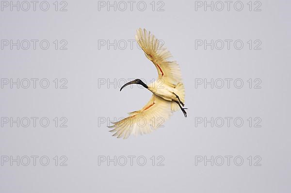 Black-headed Ibis