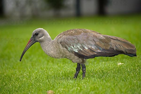 Hadada hadada ibis