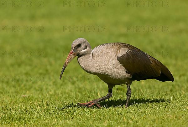 Hadada Ibis