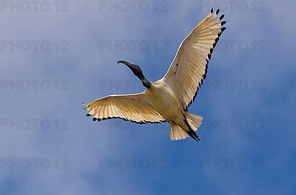 Sacred Ibis