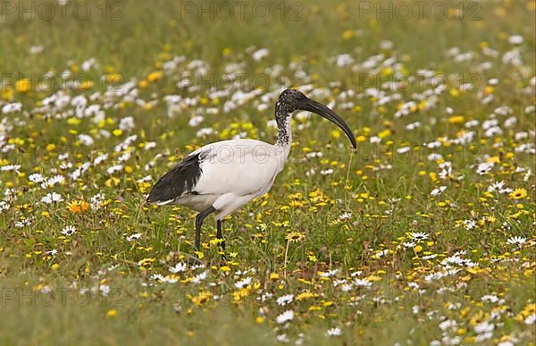 African Sacred Ibis