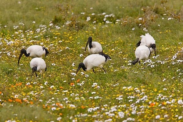 African Sacred Ibis