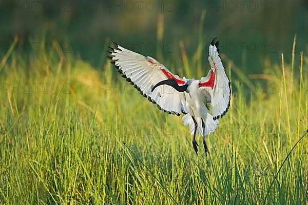 African african sacred ibis