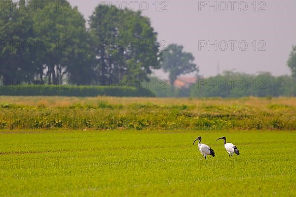 African african sacred ibis