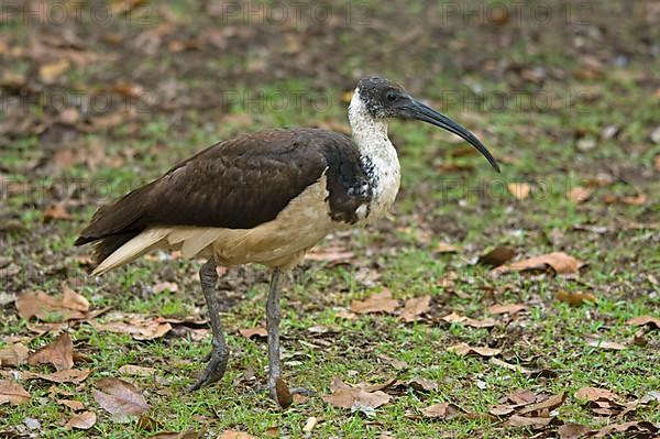 Straw-necked ibis