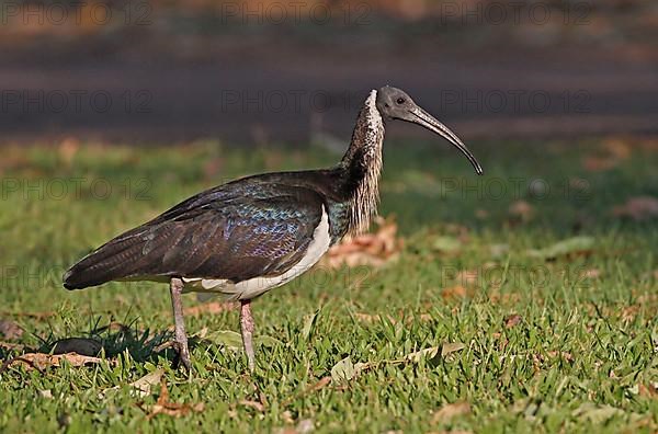 Straw-necked ibis