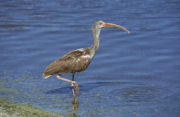 American white ibis