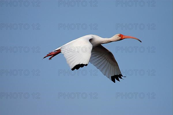 White Ibis