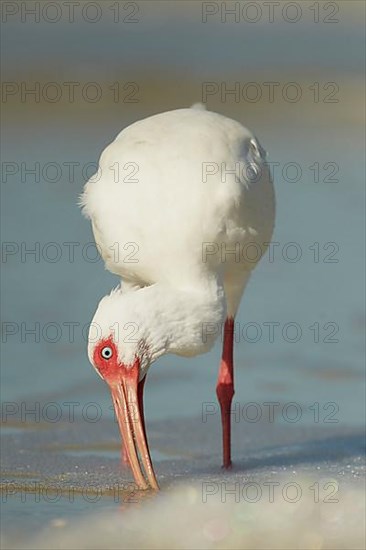 American White Ibis