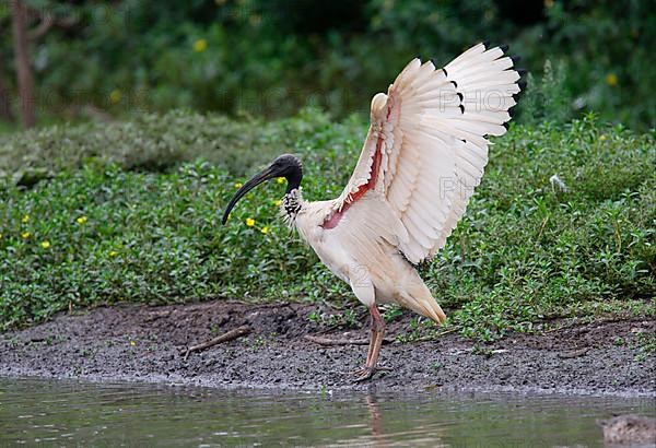 Australian white australian white ibis