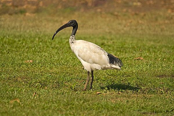 Australian white ibises