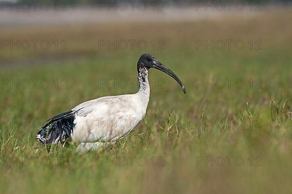 Australian white ibises