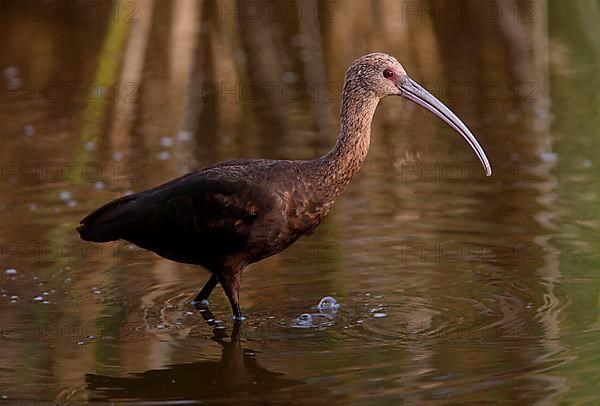 White-faced white-faced ibis