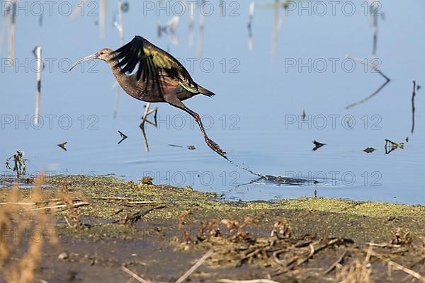 White-faced Ibis