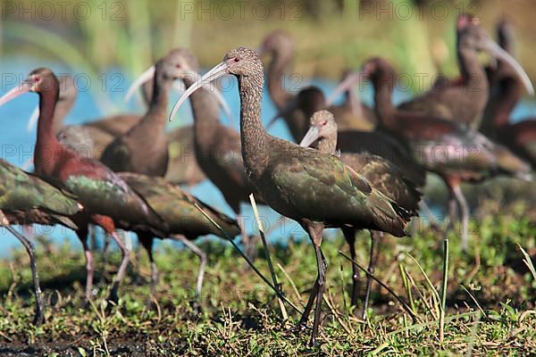 White-faced Ibis