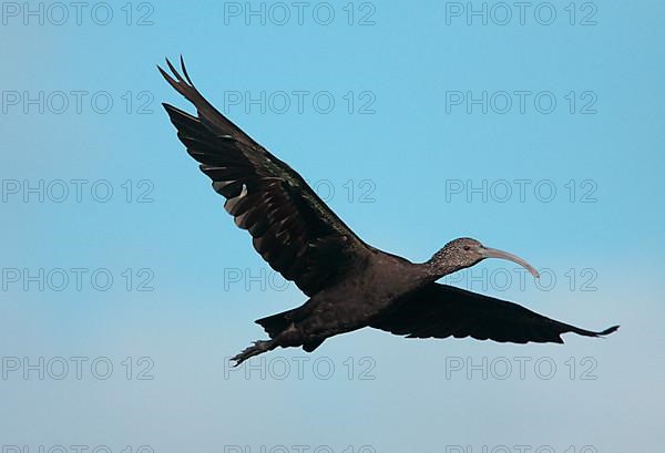 White-faced Ibis