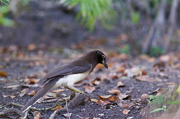 Brown jay